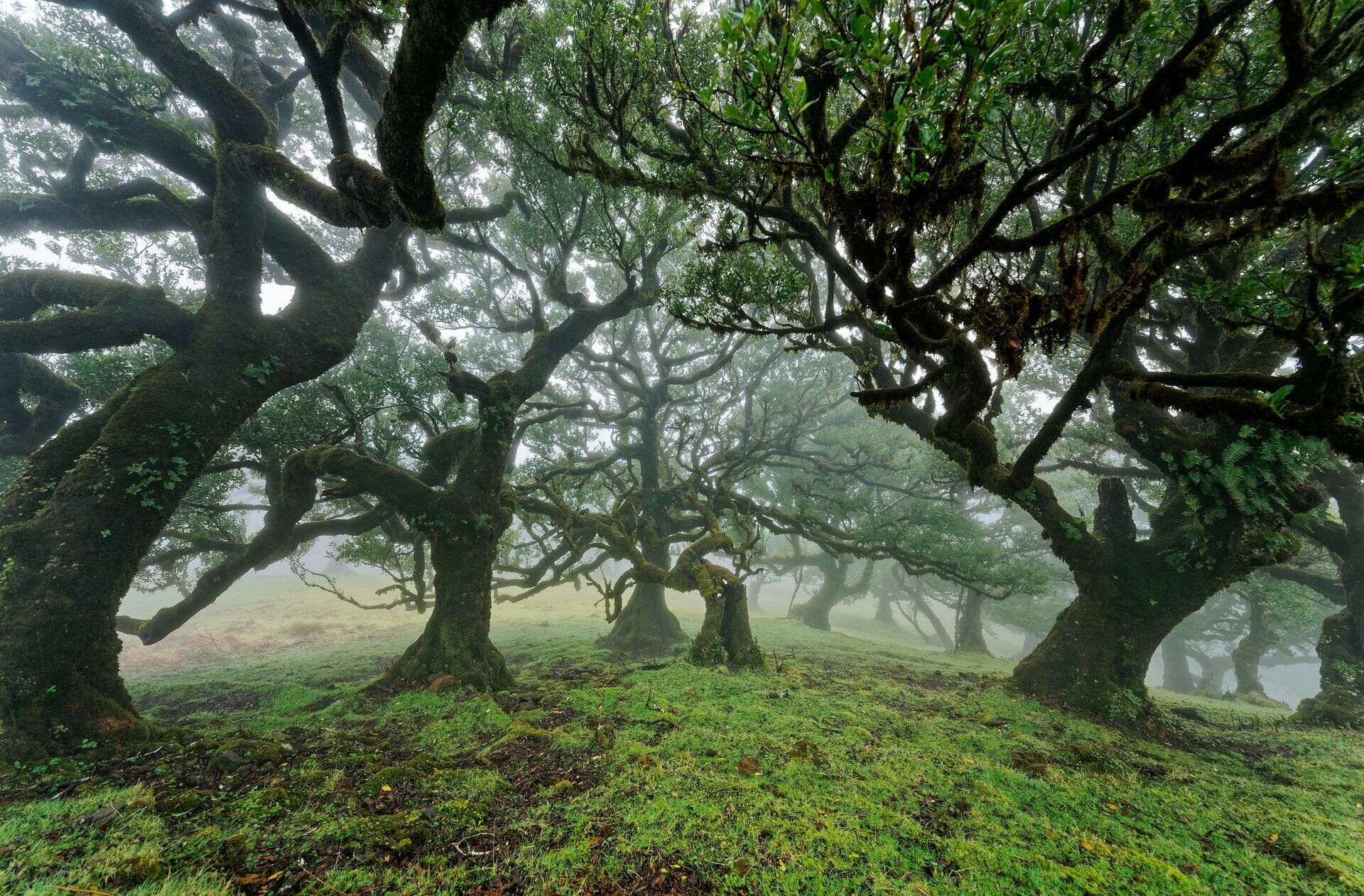 Fanal, Laurisilva-Wald